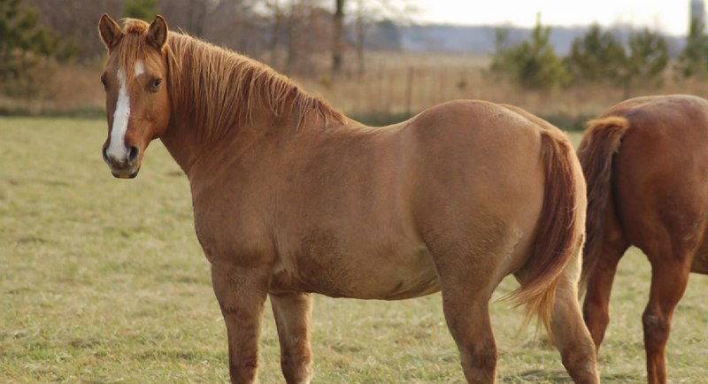 Overweight horse