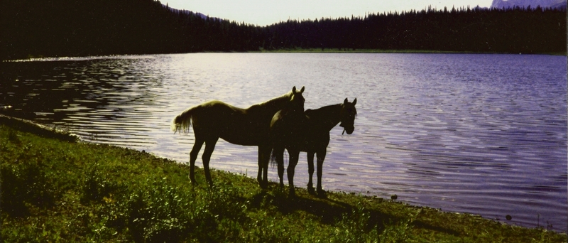 horses